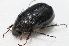 Holotrichia