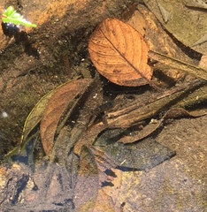 Caridina serrata