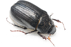 Holotrichia