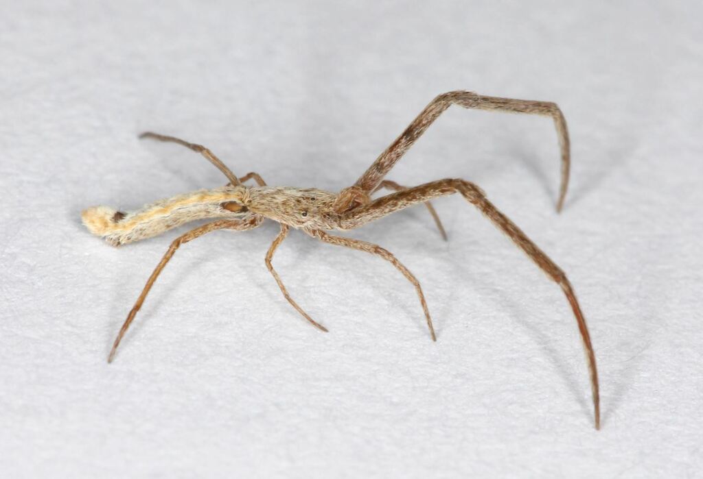 Miagrammopes constrictus from Erasmuskloof, Pretoria, 0181, South ...