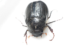 Holotrichia