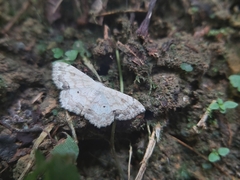 Scopula propinquaria