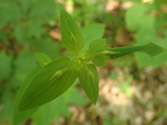 Lysimachia tonsa