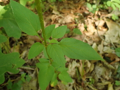 Lysimachia tonsa