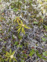 Rhodoreae