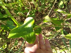 Smilax bona-nox