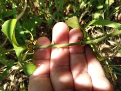Smilax bona-nox