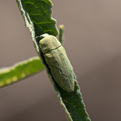 Agaeocera