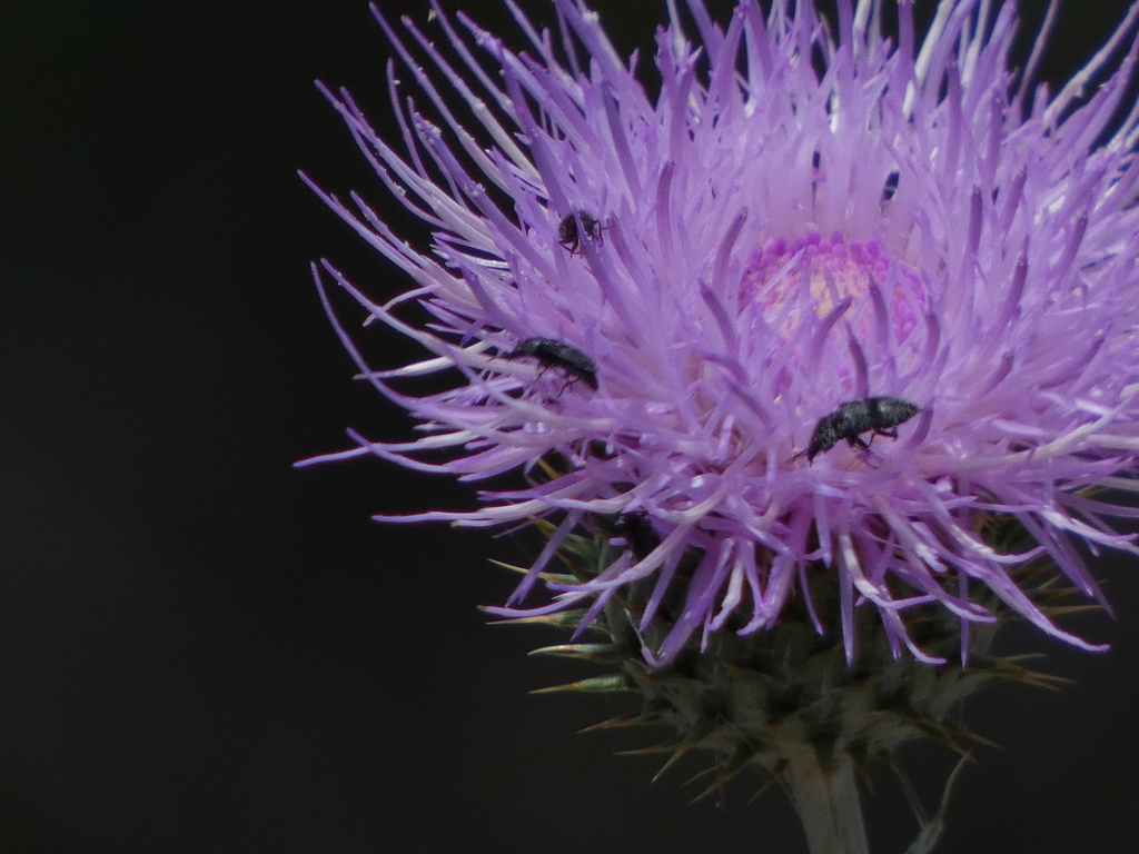 Beetles From Riverside County CA USA On June 23 2022 At 11 07 AM By   Large 