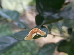 Pyrinioides sinuosus