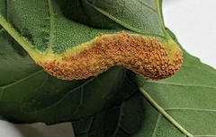 Puccinia sparganioidis