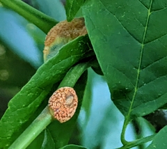 Puccinia sparganioidis