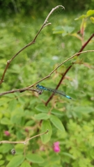 Coenagrion glaciale
