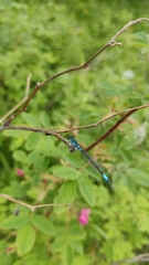 Coenagrion glaciale
