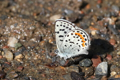 Euphilotes heracleoides