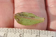 Myosotis traversii cantabrica