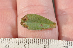 Myosotis traversii cantabrica