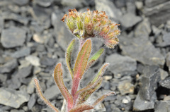 Myosotis traversii cantabrica