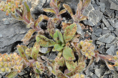 Myosotis traversii cantabrica