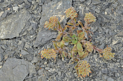 Myosotis traversii cantabrica