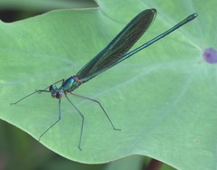 Neurobasis luzoniensis