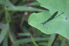 Neurobasis luzoniensis