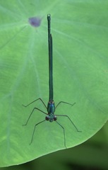 Neurobasis luzoniensis