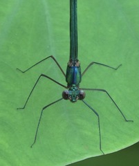 Neurobasis luzoniensis