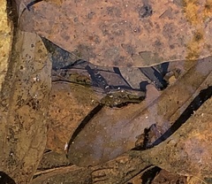 Caridina serrata