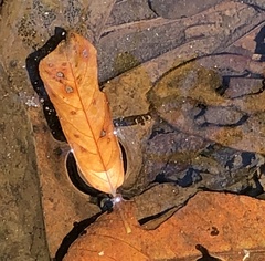 Caridina serrata