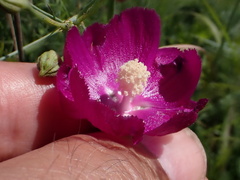 Callirhoe digitata