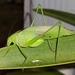 Florida Oblong-winged Katydid - Photo (c) Josh Olive, some rights reserved (CC BY-NC-ND), uploaded by Josh Olive