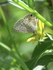 Catopyrops ancyra