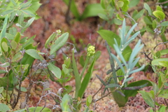 Platanthera blephariglottis