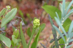 Platanthera blephariglottis