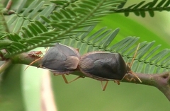 Edessa rufomarginata