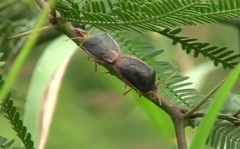 Edessa rufomarginata