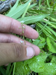 Circaea alpina pacifica