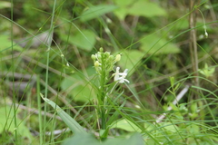 Platanthera blephariglottis blephariglottis