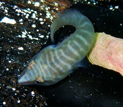 Aspasmogaster tasmaniensis