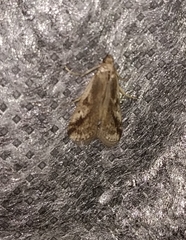 Euzophera cinerosella