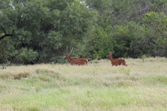 Cervus elaphus