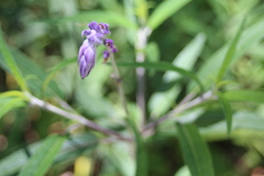 Salvia leucantha