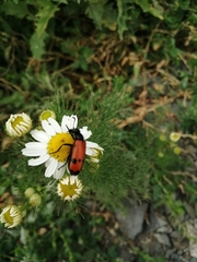 Mylabris quadripunctata