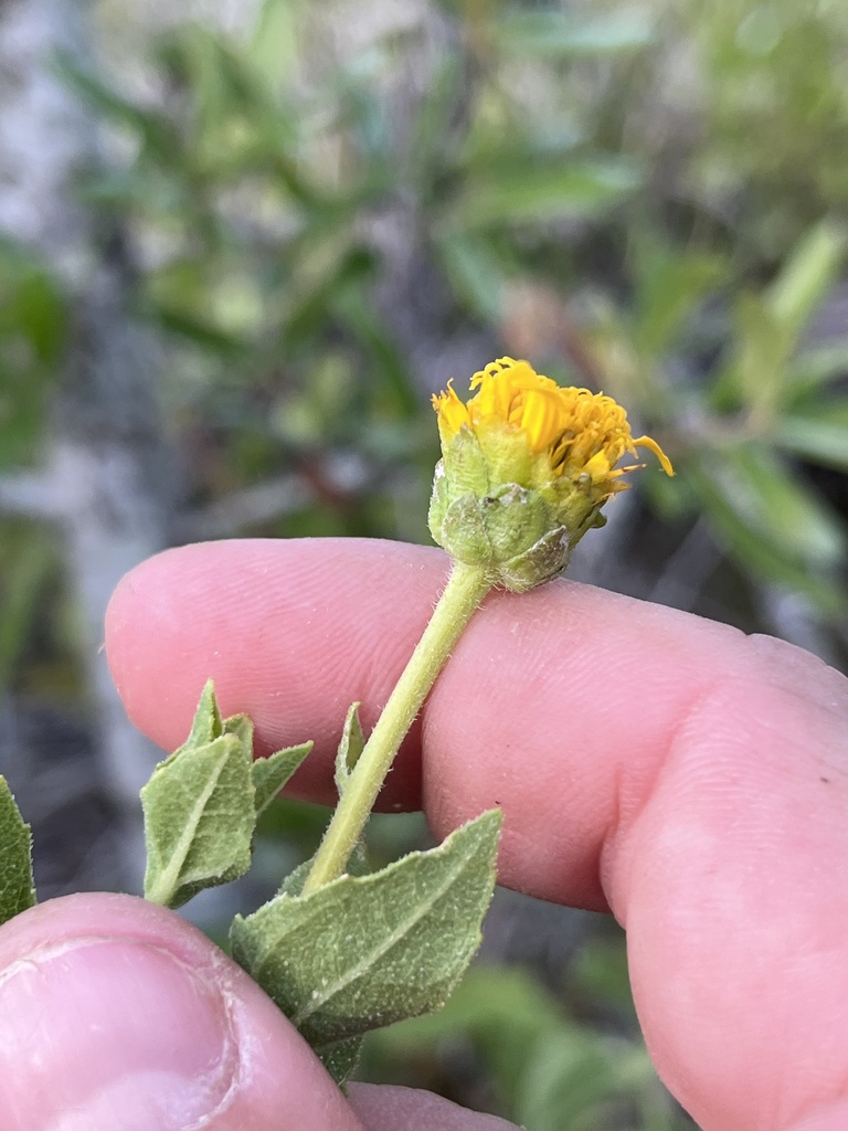 Lindheimer Crownbeard