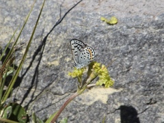 Euphilotes battoides