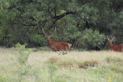 Cervus elaphus