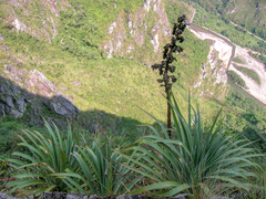 Puya herrerae