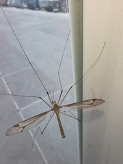 Tipula taikun