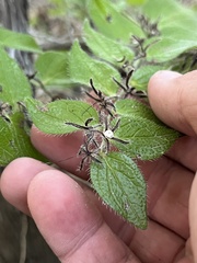 Cody Stricker, CC BY, iNaturalist via GBIF Lithospermum helleri, photograph Cody Stricker, CC BY, iNaturalist via GBIF